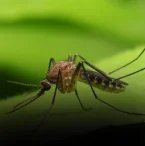 Controle de Mosquitos e Pernilongos (1)