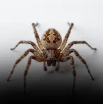 Dedetização de Aranhas (1)