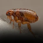 Dedetização de Pulgas