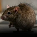 Dedetização de Ratos (3)